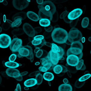 microscope-image-of-green-microbes-on-a-black-background